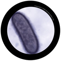 Giant Microbes Original Black Death Yersinia Pestis