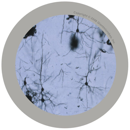 Giant Microbes Original Brain Cell (Neuron) - Planet Microbe