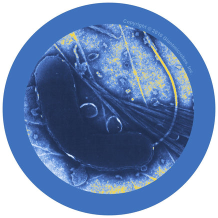 Giant Microbes Original Cholera - Planet Microbe