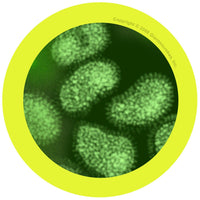 Giant Microbes Original Flu Orthomyxovirus - Planet Microbe
