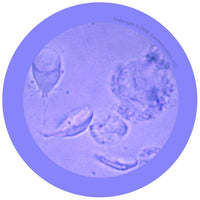 Giant Microbes Original Giardia - Planet Microbe