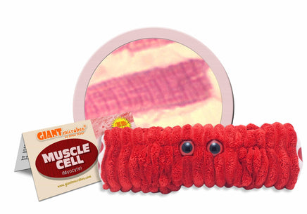 Giant Microbes Muscle Cell Myocyte - Planet Microbe