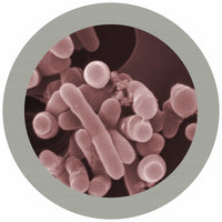 Giant Microbes Leprosy Mycobacterium Leprae - Planet Microbe