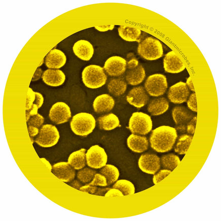 Giant Microbes MRSA Methicillin-Resistant Staphylococcus Aureus - Planet Microbe