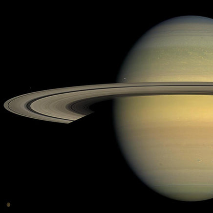 Saturn Buddy - Planet Microbe