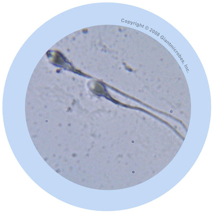 Giant Microbes Original Sperm Cell - Planet Microbe