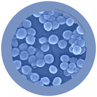 Giant Microbes Original Staphylococcus Aureus - Planet Microbe