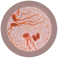Giant Microbes Original Typhoid Fever
