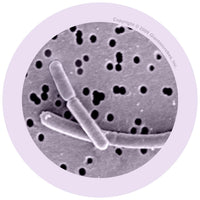 Giant Microbes Original Yoghurt Lactobacillus Bulgaricus - Planet Microbe