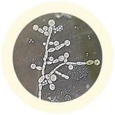 Giant Microbes Original Candida Fungus