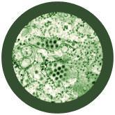 Giant Microbes Original Dengue Fever - Planet Microbe