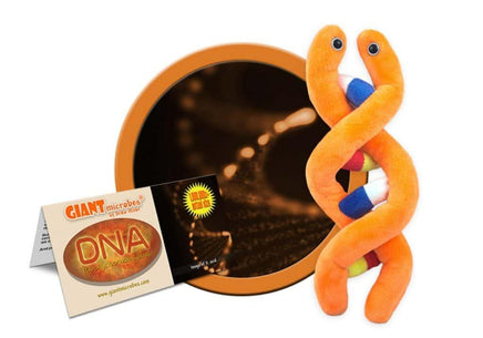 Giant Microbes - DNA (Deoxyribonucleic Acid) - Planet Microbe