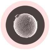 Giant Microbes Original Human Ovum Egg Cell