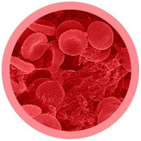 Giant Microbes Cells at Work Red Blood Cell - Planet Microbe