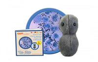 Giant Microbes Clap Gonorrhoea Neisseria - Planet Microbe