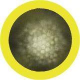 Giant Microbes Original Hepatitis - Planet Microbe