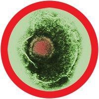 Giant Microbes Original Cold Sore (Herpes Simplex Virus-1)