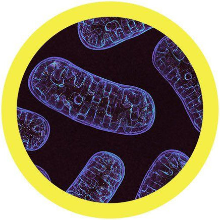 Giant Microbes Mitochondria Keyring - Planet Microbe