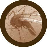 Giant Microbes Original Mosquito (Culex Pipiens)