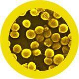 Giant Microbes MRSA Keyring - Planet Microbe