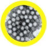Giant Microbes Norovirus Keyring - Planet Microbe