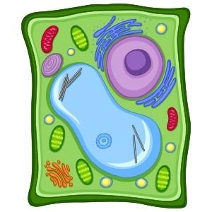 Giant Microbes Original Plant Cell - Planet Microbe