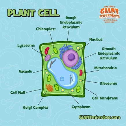 Giant Microbes Original Plant Cell - Planet Microbe