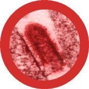 Giant Microbes Original Rabies Virus - Planet Microbe