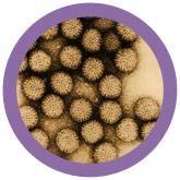 Giant Microbes Original Rotavirus - Planet Microbe