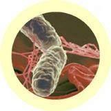 Giant Microbes Salmonella Keyring